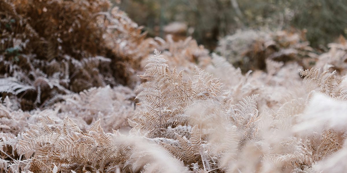 Inspiration Image for Imbue Light - Autumn Frost - a Thermo Clear Grade Pine Soffit