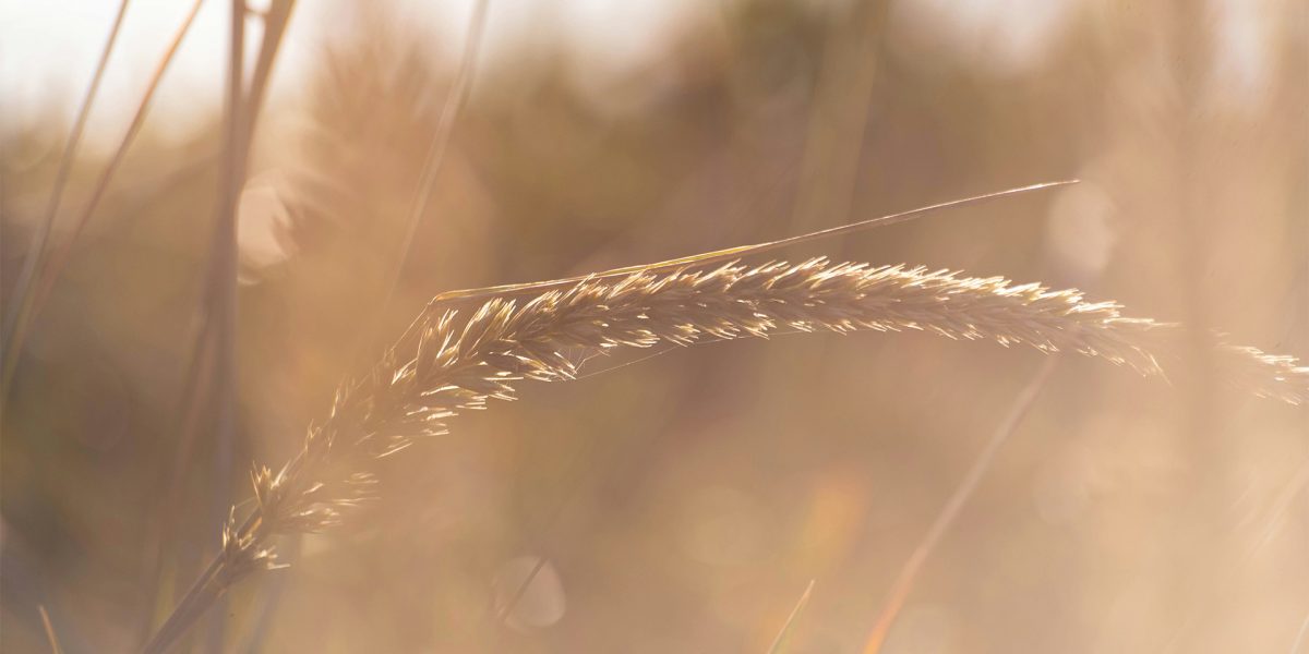 Inspiration Image for Imbue Light - Light Breeze - Clear Grade Pine Interior Panelling