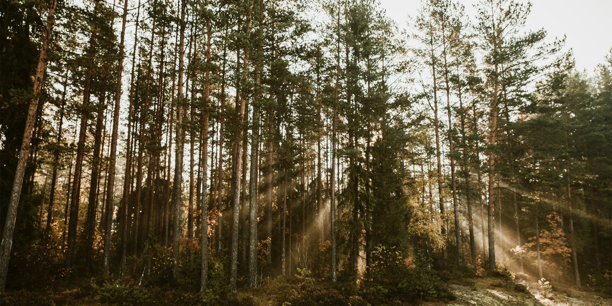 Inspiration Image for Imbue Light - Natural Light - Thermally Modified Pine Soffit and Interior Cladding