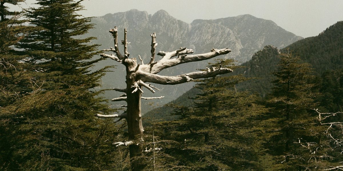 Imbue™ Thermo-Pine Siding Mountain Ash Inspiration Image