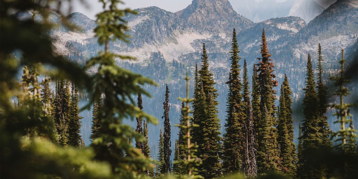 Imbue™ Thermally Modified Flatsawn Wood - Roasted Pine Inspiration Image