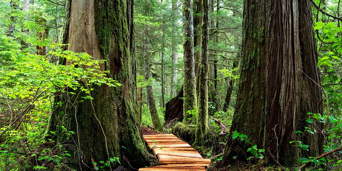 Benefits of Western Red Cedar Siding